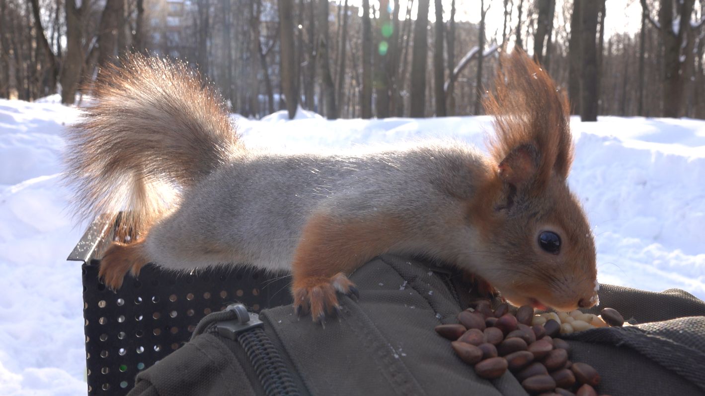 Про белку и собаку. Зарисовка смотреть онлайн