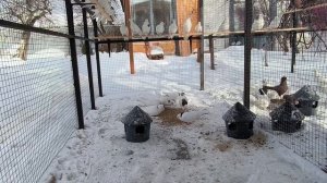 #pegion Начало сезона,паровка голубей 23 февраля 2026 г.