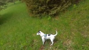 Тропами Шварцвальда. В поисках орхидеи-1