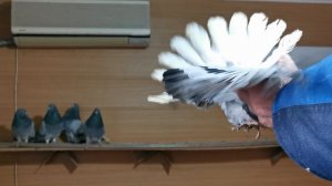 VID_20241130_102523.mp4