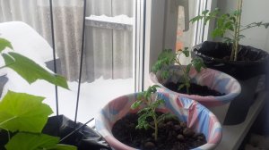 23.02.2026 Наблюдаем за огурцами в кашпо и на фитиле и томатами на ранний урожай.