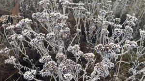 Классная песня💔НЕ СТАЛИ ПАРОЙ, НЕ СЛОЖИЛОСЬ💔 в исполнении Iriska363 Studio.