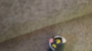 реклама авито зверушки подружки