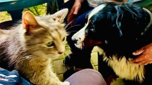 Кошка МонаЛиза еще и БЕССТРАШНАЯ, она не боится даже ОГРОМНУЮ СОБАКУ, а у нас снова новый питомец!