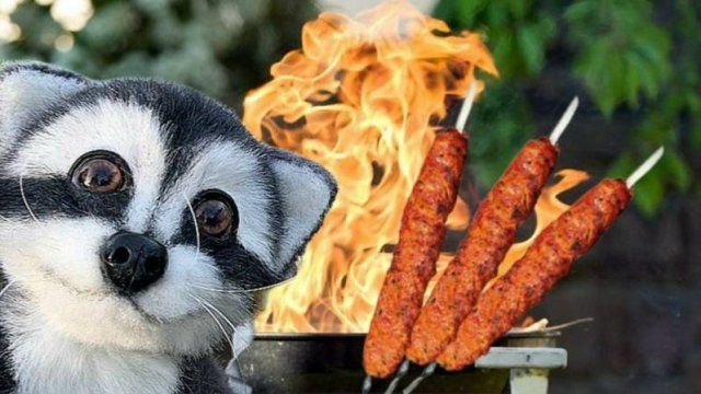 Отправились с енотом Сёмой в деревню. Учу Сёму готовить на мангале смотреть онлайн