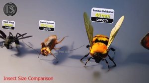 Сравнение размеров насекомых | Размеры жуков сравнение