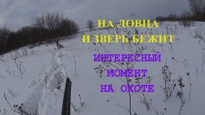 Охота на зайца.24.01.2022г.Заяц был в трех шагах .Охота с эстонской гончей .