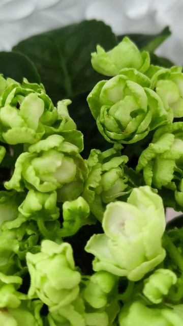 Фиалка Hunter's Cabbage Goddess