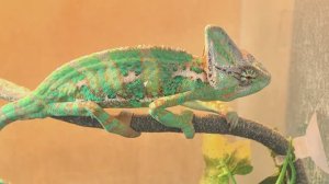 Йеменский хамелеон (самец).