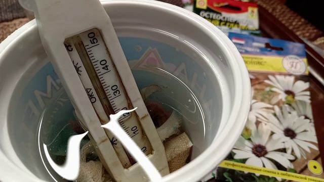 ОСТЕОСПЕРМУМ. СЕЮ. смотреть онлайн