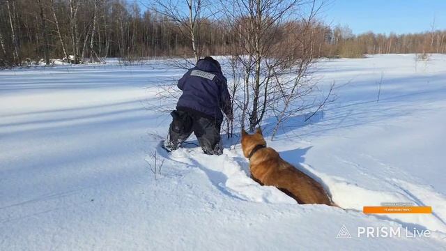 Гуляем с Псом Кубиком и Машей в дальние снежные дали. Запись стрима с Ютуба 23.02.26 смотреть онлайн