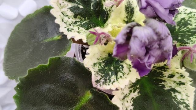 Фиалка Nik-Магический Туман