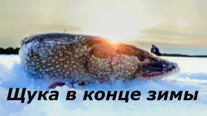 КАК ЛОВИТЬ ЩУКУ в КОНЦЕ ЗИМЫ? НАЖИВКИ и СНАСТИ для РЫБАЛКИ! МЕСТА ДЛЯ ЛОВЛИ ЩУКИ