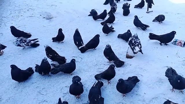 🕊️НИКОЛАЕВСКИЕ ГОЛУБИ🕊️ДОНЕЦК, ДНР
📞+79494406619 смотреть онлайн