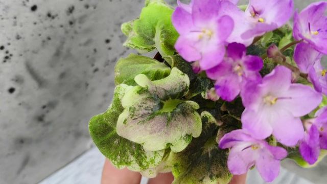 Фиалка АВ-Почемучка