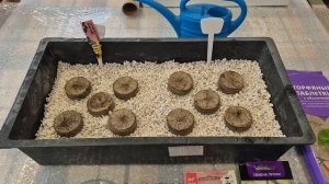 Эксперимент с посевом семян петунии