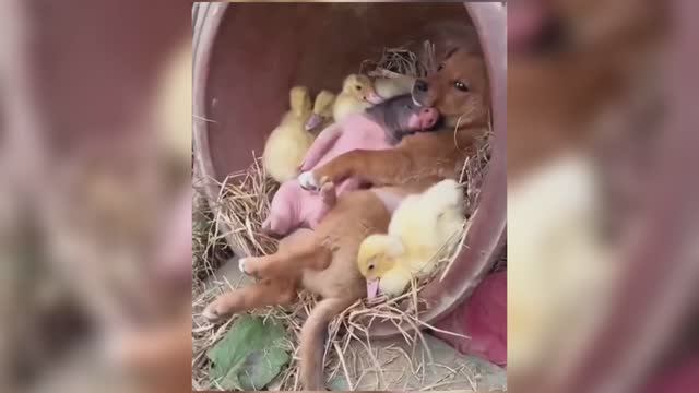 МИЛЫЕ ЖИВОТНЫЕ! ❤️ смотреть онлайн