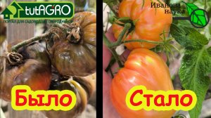 Как забыть о фитофторе навсегда без химии: простые правила, которые надо знать уже сейчас!