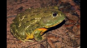 Лягушка-бык поёт ночью в отеле Baan Krating  Phuket resort. Bullfrogg signs.