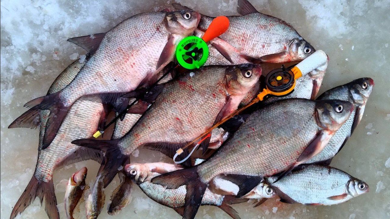 КЛЮЁТ НА ВСЁ💯!!! ЛЕЩИШКИ ВЫШЛИ НА ОХОТУ🔥!!! КЛЮЁТ НА ВСЁ💯!!! ЛЕЩИШКИ ВЫШЛИ НА ОХОТУ🔥!!!