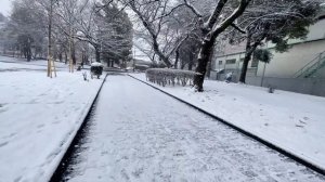 ЯПОНИЯ В СНЕГУ 2026: Тихая зимняя прогулка по улицам города