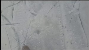 у бабушки с реборнами.