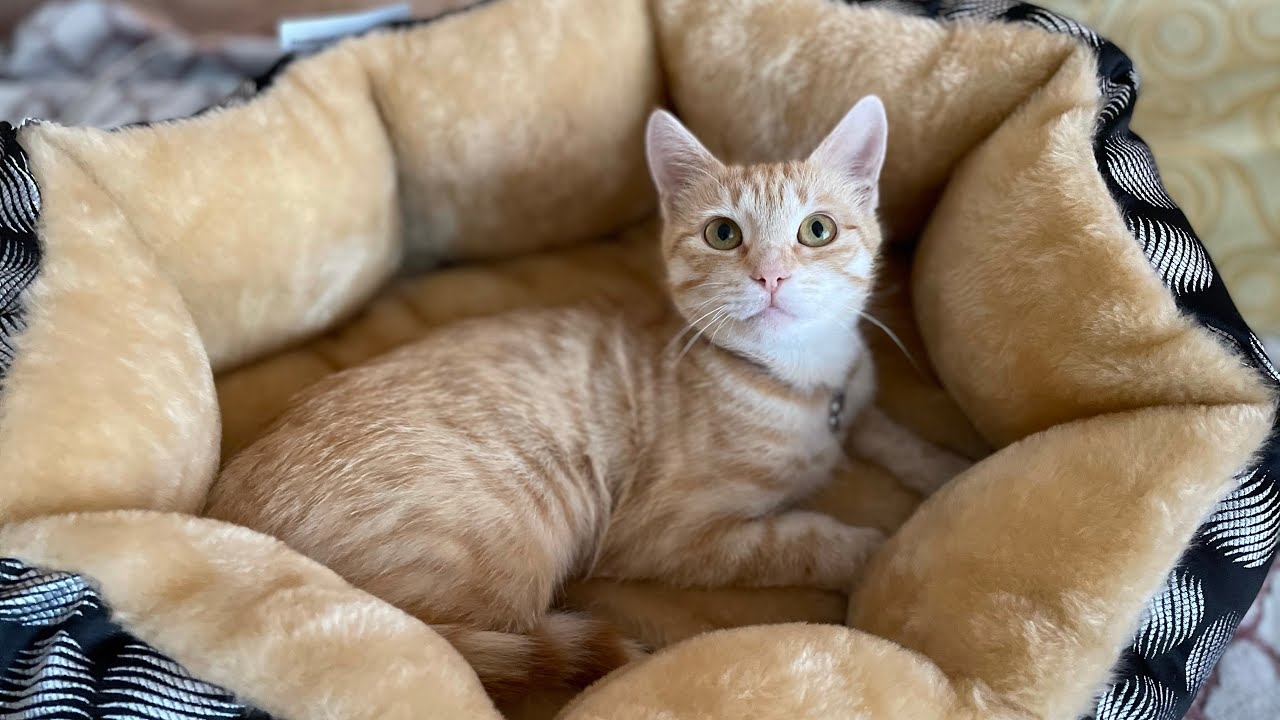 КАК К НАМ ПОПАЛА РЫЖУЛЬКА. СПАСЕНИЕ ЖИВОТНЫХ. смотреть онлайн