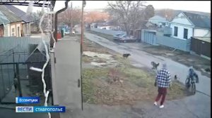 В Ессентуках на ребенка напали собаки