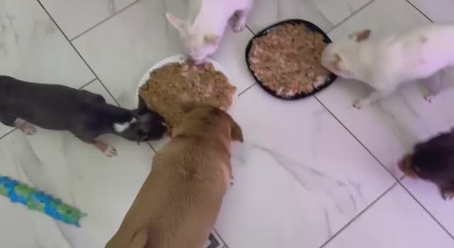 Пришло время обеда и пора плотно подкрепиться. смотреть онлайн