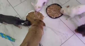 Пришло время обеда и пора плотно подкрепиться.