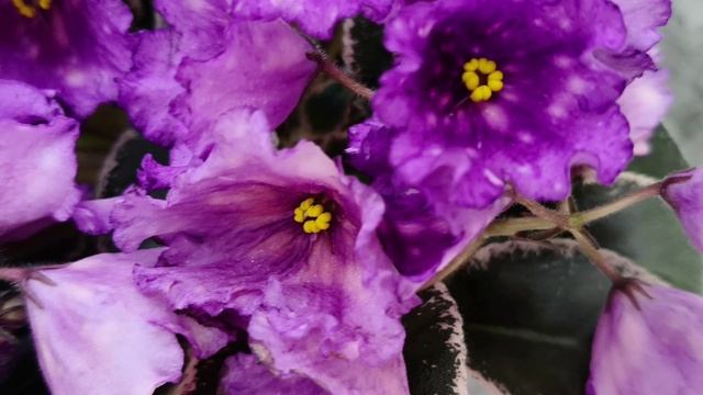 Фиалка Nik-Кони в Яблоко