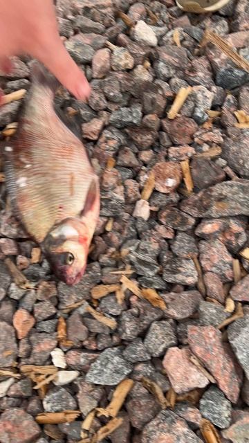 Наловил лещей Наловил лещей