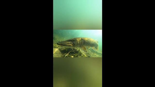 В мире животных. Щука.mp4 смотреть онлайн