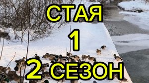 Сериал "Стая".1 Серия. 2 Сезон. (2026).