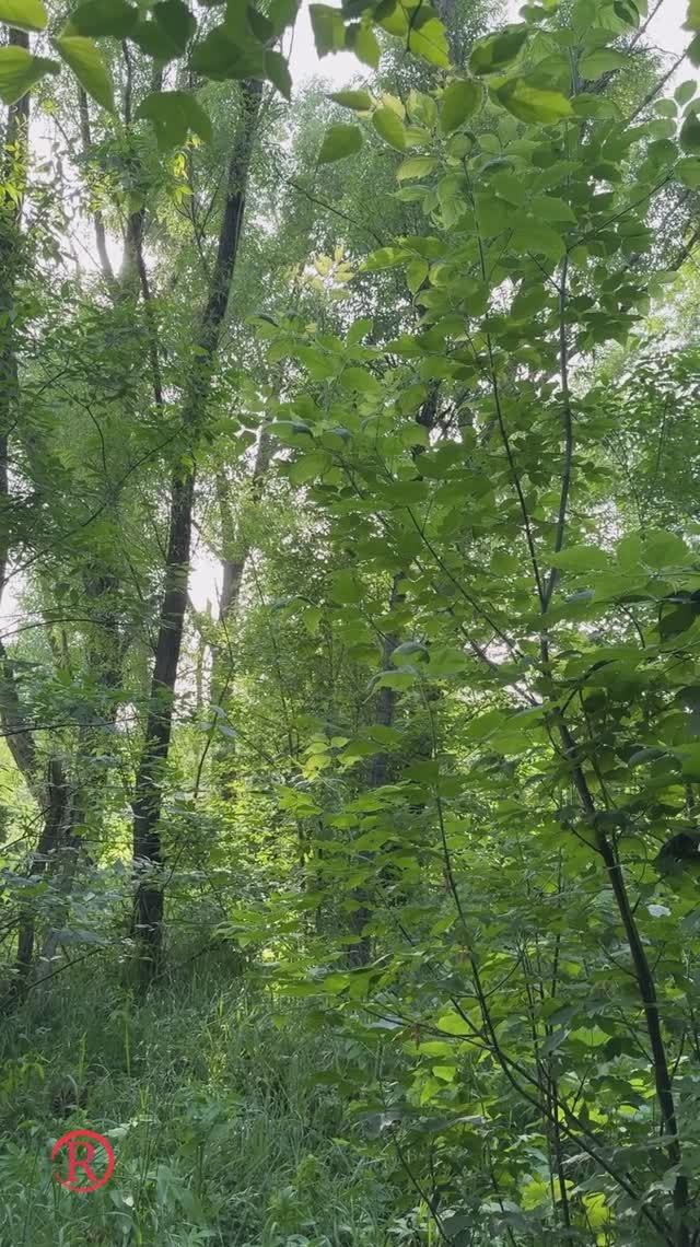 Звуки загородного лета!