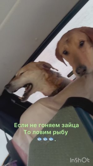 Если не гоняем зайца то ловим рыбу🐟🐟🐟.#охотасгончей#собака #животные #топ #hunting