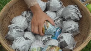 Сбор большого урожая гуавы для продажи на деревенском рынке.