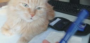 Утренний сахар крови измеряем глюкометром вместе с котиком Рыжиком