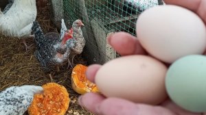 Ну началось! Потеплело- занеслись! Молодкам 5,5 месяца.