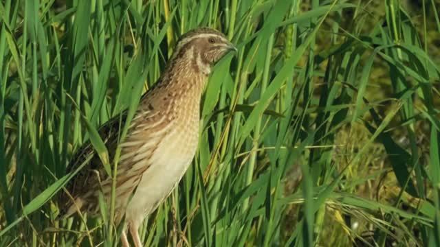 Звук природы. Птицы. Пение птицы Перепел в поле смотреть онлайн