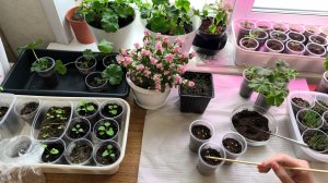 Посевная продолжается, сею сладкий перец для теплицы😊 Сибирь. Сезон 2026