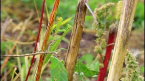 Жизнь кипит Богомола в Рязанской области.19.09.2025.