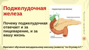 Поджелудочная железа. Почему поджелудочная отвечает и за пищеварение, и за вашу жизнь.