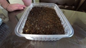 Моя технология посева перцев и баклажанов