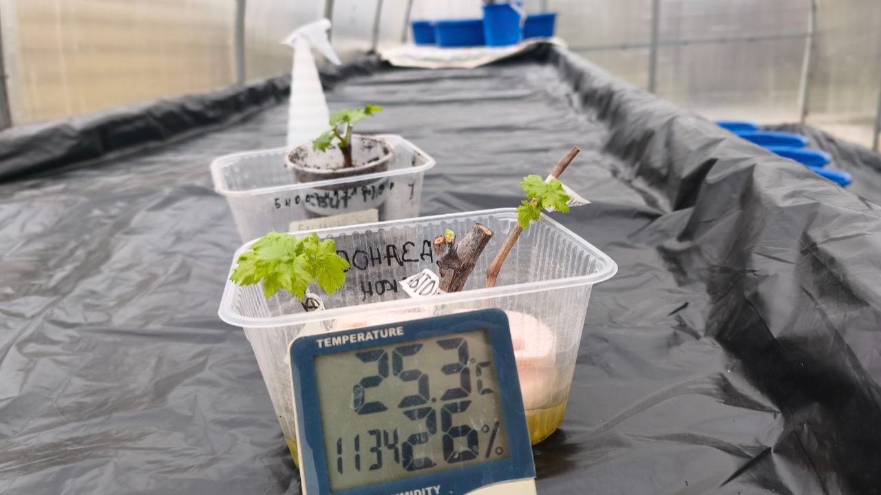 Саженцы винограда на весну. смотреть онлайн