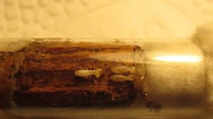Coptotermes formosanus