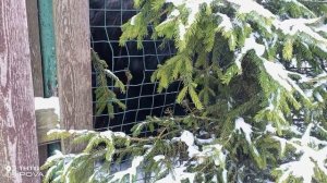 ЯК НА ПРОГУЛКЕ