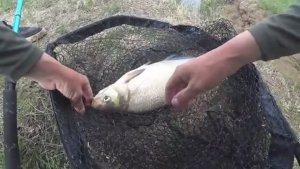 ВОТ ЭТО ВОЛГА! НАШЛИ ЯМУ С САЗАНАМИ И ЛЕЩАМИ И ЛОВИМ ИХ НА ДОНКИ