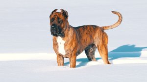 Преса канарио Валиенте Вито - дачный этюд