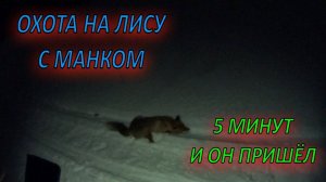 ОХОТА НА ЛИСУ С МАНКОМ/17.02.2022Г/НОЧНАЯ ЗАСИДКА/НА КРИК РАНЕННОГО ЗАЙЦА ФОКС ПРИБЕЖАЛ ЧЕРЕЗ 5 МИН.